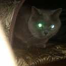 Подробнее об объявлении «Лобня Найдена кошка.» Фото: найдена кошка Британская короткошерстная «Лобня Найдена кошка.» в г. Лобня