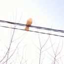 Подробнее об объявлении «Найдено домашнее животное голубь Люберцы» Фото: найдено другое животное  «Найдено домашнее животное голубь Люберцы» в г. Люберцы