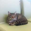 Подробнее об объявлении «Найдена кошка Оренбург» Фото: найдена кошка  «Найдена кошка Оренбург» в г. Оренбург