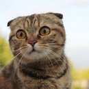 Подробнее об объявлении «Найдена кошка Ханты-Мансийск» Фото: найдена кошка  «Найдена кошка Ханты-Мансийск» в г. Ханты-Мансийск