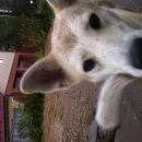 Подробнее об объявлении «Найдена собака Химки» Фото: найдена собака  «Найдена собака Химки» в г. Химки