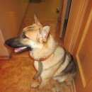 Подробнее об объявлении «Найдена собака Нижний Новгород» Фото: найдена собака Немецкая овчарка «Найдена собака Нижний Новгород» в г. Нижний Новгород