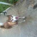 Подробнее об объявлении «Липецк Найдена собака кобель» Фото: найдена собака Сибирская хаски «Липецк Найдена собака кобель» в г. Липецк