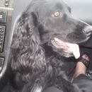 Подробнее об объявлении «Краснодар Пропала собака кобель» Фото: пропала собака Американский кокер-спаниель «Краснодар Пропала собака кобель» в г. Краснодар