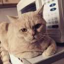Подробнее об объявлении «Красноярск Пропал кот» Фото: пропала кошка Британская короткошерстная «Красноярск Пропал кот» в г. Красноярск