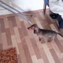 Подробнее об объявлении «Найдена собака кобель Электроугли» Фото: найдена собака Такса «Найдена собака кобель Электроугли» в г. Электроугли