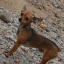 Подробнее об объявлении «Пропала собака кобель верните пожалуйста за вознаграждение. Ангарск» Фото: пропала собака Той-терьер «Пропала собака кобель верните пожалуйста за...» в г. Ангарск