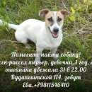 Подробнее об объявлении «Пропала собака помогите найти нашу любимицу  Санкт-Петербург» Фото: пропала собака Джек рассел терьер «Пропала собака помогите найти нашу любимицу...» в г. Санкт-Петербург