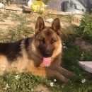 Подробнее об объявлении «Черноголовка Найдена собака кобель немецкий овчар» Фото: найдена собака Немецкая овчарка «Черноголовка Найдена собака кобель немецкий овчар» в г. Черноголовка