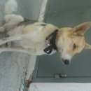 Подробнее об объявлении «Красноярск Найдена собака» Фото: найдена собака  «Красноярск Найдена собака» в г. Красноярск