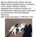 Подробнее об объявлении «Батайск Пропала собака кобель» Фото: пропала собака Сибирская хаски «Батайск Пропала собака кобель» в г. Батайск