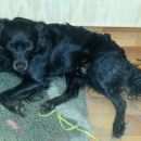 Подробнее об объявлении «Красноярск Найдена собака кобель» Фото: найдена собака  «Красноярск Найдена собака кобель» в г. Красноярск