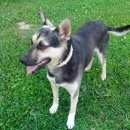 Подробнее об объявлении «Пропала собака, метис овчарки, невысокая, триколор: черно-подпалый окрас и белые носочки на...» Фото: пропала собака  «Пропала собака, метис овчарки, невысокая,...» в г. Звенигород