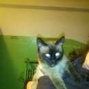 Подробнее об объявлении «Найден кот сиамский кот Дмитров» Фото: найдена кошка  «Найден кот сиамский кот Дмитров» в г. Дмитров