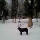 Подробнее об объявлении «Найдена собака Нижний Новгород» Фото: найдена собака  «Найдена собака Нижний Новгород» в г. Нижний Новгород