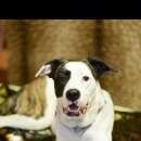 Подробнее об объявлении «Пропала собака, метис боксера, белая в крупные тигровые пятна, 1, 5 года, девочка. лен.обл, всев....» Фото: пропала собака  «Пропала собака, метис боксера, белая в крупные...» в г. Санкт-Петербург