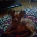 Подробнее об объявлении «Пропала собака кобель Санкт-Петербург» Фото: пропала собака Той-терьер «Пропала собака кобель Санкт-Петербург» в г. Санкт-Петербург