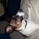 Подробнее об объявлении «Пропала собака Нижний Новгород» Фото: пропала собака Джек рассел терьер «Пропала собака Нижний Новгород» в г. Нижний Новгород