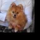 Подробнее об объявлении «Пропала собака кобель Королев» Фото: пропала собака Померанский шпиц «Пропала собака кобель Королев» в г. Королев