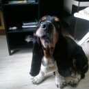 Подробнее об объявлении «Найдена собака кобель Нижний Новгород» Фото: найдена собака Бассет-хаунд «Найдена собака кобель Нижний Новгород» в г. Нижний Новгород