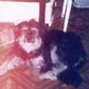 Подробнее об объявлении «Пропала собака Зеленоград» Фото: пропала собака  «Пропала собака Зеленоград» в г. Зеленоград