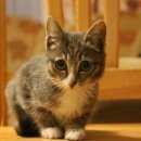 Подробнее об объявлении «Найдена кошка Ханты-Мансийск» Фото: найдена кошка  «Найдена кошка Ханты-Мансийск» в г. Ханты-Мансийск