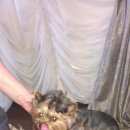 Подробнее об объявлении «Пропала собака девочка йорик, зовут шанти Санкт-Петербург» Фото: пропала собака Йоркширский терьер «Пропала собака девочка йорик, зовут шанти...» в г. Санкт-Петербург