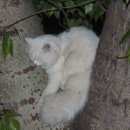 Подробнее об объявлении «Найдена кошка Оренбург» Фото: найдена кошка  «Найдена кошка Оренбург» в г. Оренбург