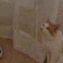 Подробнее об объявлении «Пропал кот Москва» Фото: пропала кошка  «Пропал кот Москва» в г. Москва