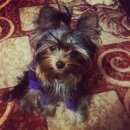 Подробнее об объявлении «Пропала собака кобель мой маленький любимец Санкт-Петербург» Фото: пропала собака Йоркширский терьер «Пропала собака кобель мой маленький любимец...» в г. Санкт-Петербург