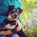 Подробнее об объявлении «Новосибирск Найдена собака кобель» Фото: найдена собака  «Новосибирск Найдена собака кобель» в г. Новосибирск