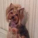 Подробнее об объявлении «Омск Пропала собака» Фото: пропала собака Йоркширский терьер «Омск Пропала собака» в г. Омск