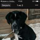 Подробнее об объявлении «Пропала собака кобель помогите найти друга Пермь» Фото: пропала собака  «Пропала собака кобель помогите найти друга Пермь» в г. Пермь