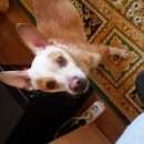 Подробнее об объявлении «Найдена собака кобель Кстово» Фото: найдена собака  «Найдена собака кобель Кстово» в г. Кстово