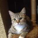 Подробнее об объявлении «Найдена кошка Ханты-Мансийск» Фото: найдена кошка  «Найдена кошка Ханты-Мансийск» в г. Ханты-Мансийск