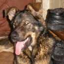 Подробнее об объявлении «Найдена собака на углу луначарского и комсомольской Череповец» Фото: найдена собака Немецкая овчарка «Найдена собака на углу луначарского и...» в г. Череповец