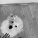 Подробнее об объявлении «Пропала собака Нижний Новгород» Фото: пропала собака  «Пропала собака Нижний Новгород» в г. Нижний Новгород