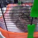 Подробнее об объявлении «Найдена кошка серая пушистая кошка в воротнике Троицк» Фото: найдена кошка  «Найдена кошка серая пушистая кошка в воротнике...» в г. Троицк