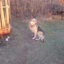 Подробнее об объявлении «Базарный Карабулак Найдена собака кобель» Фото: найдена собака Восточно-европейская овчарка «Базарный Карабулак Найдена собака кобель» в г. Базарный Карабулак