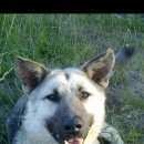 Подробнее об объявлении «Пропала собака кобель Пермь» Фото: пропала собака  «Пропала собака кобель Пермь» в г. Пермь