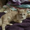 Подробнее об объявлении «Санкт-Петербург Найден кот рыже-белый кот.» Фото: найдена кошка  «Санкт-Петербург Найден кот рыже-белый кот.» в г. Санкт-Петербург