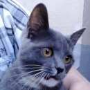 Подробнее об объявлении «Москва Найдена кошка серая британка» Фото: найдена кошка Британская короткошерстная «Москва Найдена кошка серая британка» в г. Москва