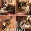 Подробнее об объявлении «Москва Найдена кошка м октябрьское поле» Фото: найдена кошка  «Москва Найдена кошка м октябрьское поле» в г. Москва