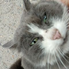 Подробнее об объявлении «Найдена кошка или кот Ставрополь» Фото: найдена кошка  «Найдена кошка или кот Ставрополь» в г. Ставрополь