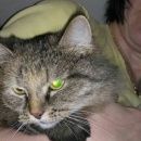 Подробнее об объявлении «Москва Найдена кошка» Фото: найдена кошка  «Москва Найдена кошка» в г. Москва