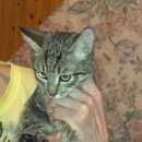 Подробнее об объявлении «Ангарск Найдена кошка» Фото: найдена кошка  «Ангарск Найдена кошка» в г. Ангарск