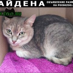 Подробнее об объявлении «Москва Найдена кошка район войковская, коптево» Фото: найдена кошка  «Москва Найдена кошка район войковская, коптево» в г. Москва