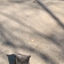 Подробнее об объявлении «Ставрополь Найдена кошка британец кот(кошка) худой.» Фото: найдена кошка Британская длинношерстная «Ставрополь Найдена кошка британец кот(кошка)...» в г. Ставрополь