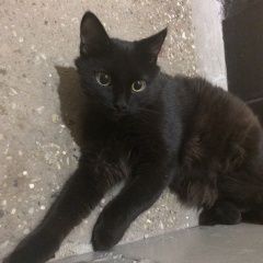 Подробнее об объявлении «Москва Найден кот чёрный кот» Фото: найдена кошка  «Москва Найден кот чёрный кот» в г. Москва