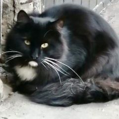 Подробнее об объявлении «Москва Найдена кошка или кот» Фото: найдена кошка  «Москва Найдена кошка или кот» в г. Москва